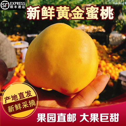 黄桃新鲜水果黄金蜜桃芒果桃黄金油桃顺丰5斤无毛油桃当季大果