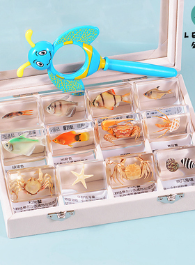 天然海洋动物真实鱼类树脂标本寄居蟹乌龟螃蟹琥珀摆件幼儿园教学