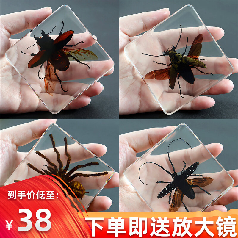 幼儿园教学真实昆虫标本动物琥珀树脂摆件玩具天牛甲虫金龟子蜘蛛