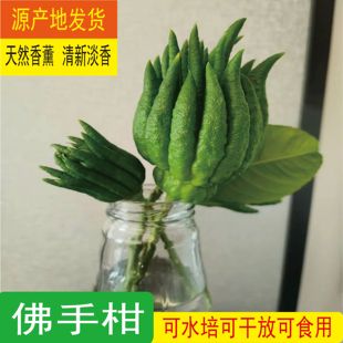 现摘现发带枝水养佛手果金华佛手柑清供观赏水培把玩插花新鲜广佛