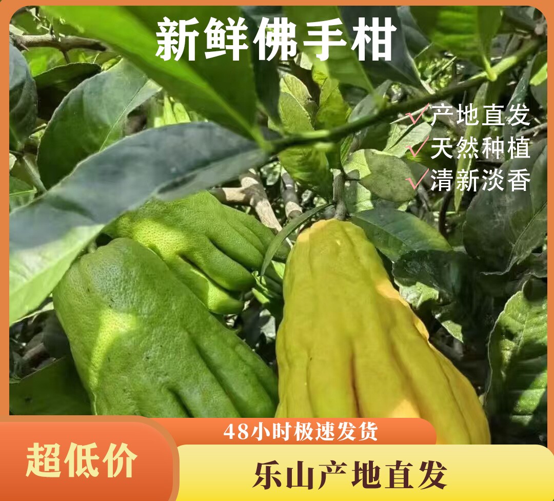 26年新鲜头采摘佛手柑天然香薰闻香清供可水培把玩室内绿植川佛手