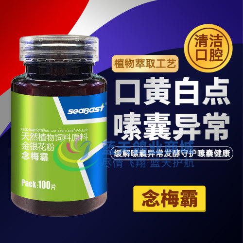 赛巴斯念梅霸信鸽赛鸽口腔黄白点