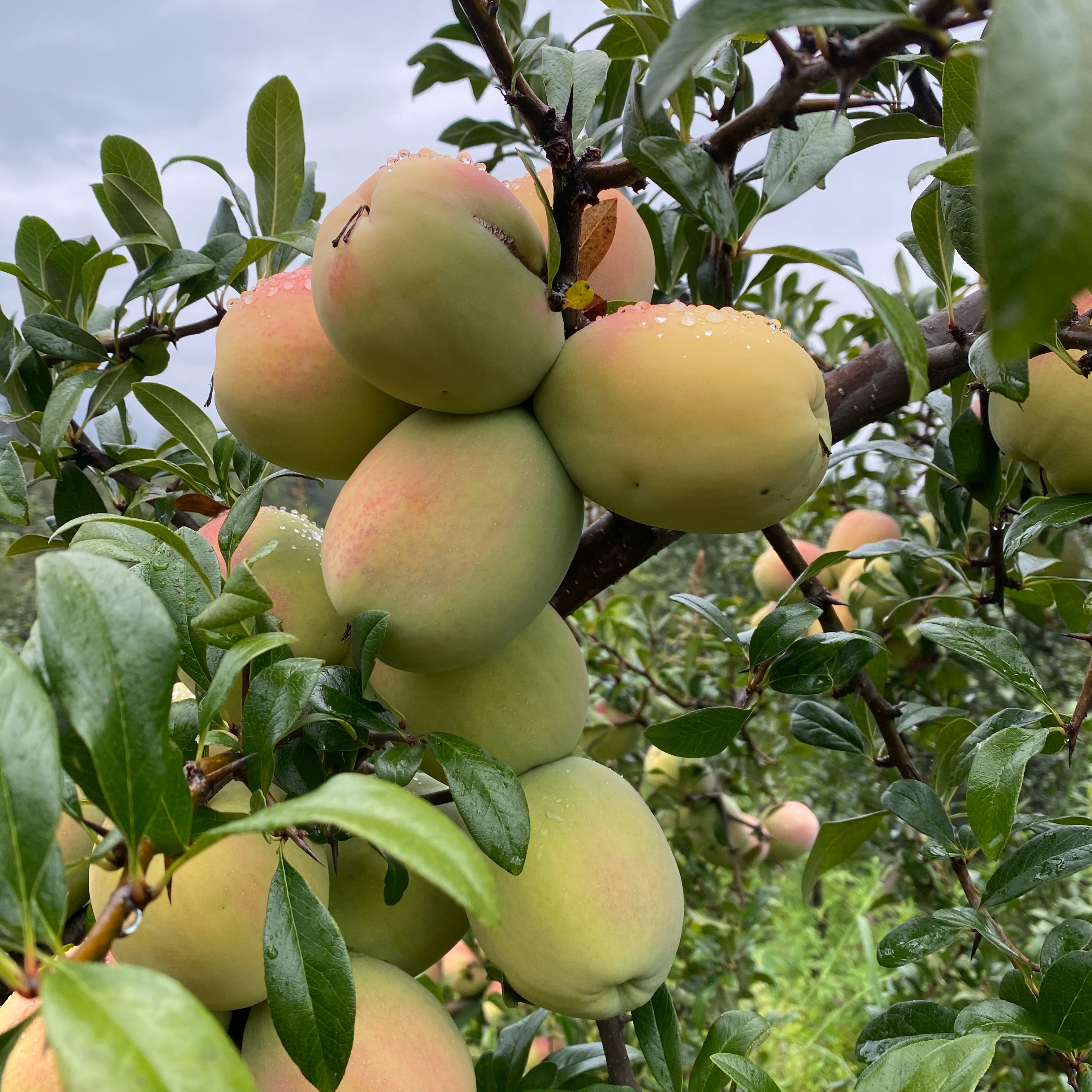 云南新鲜酸木瓜5斤泡酒