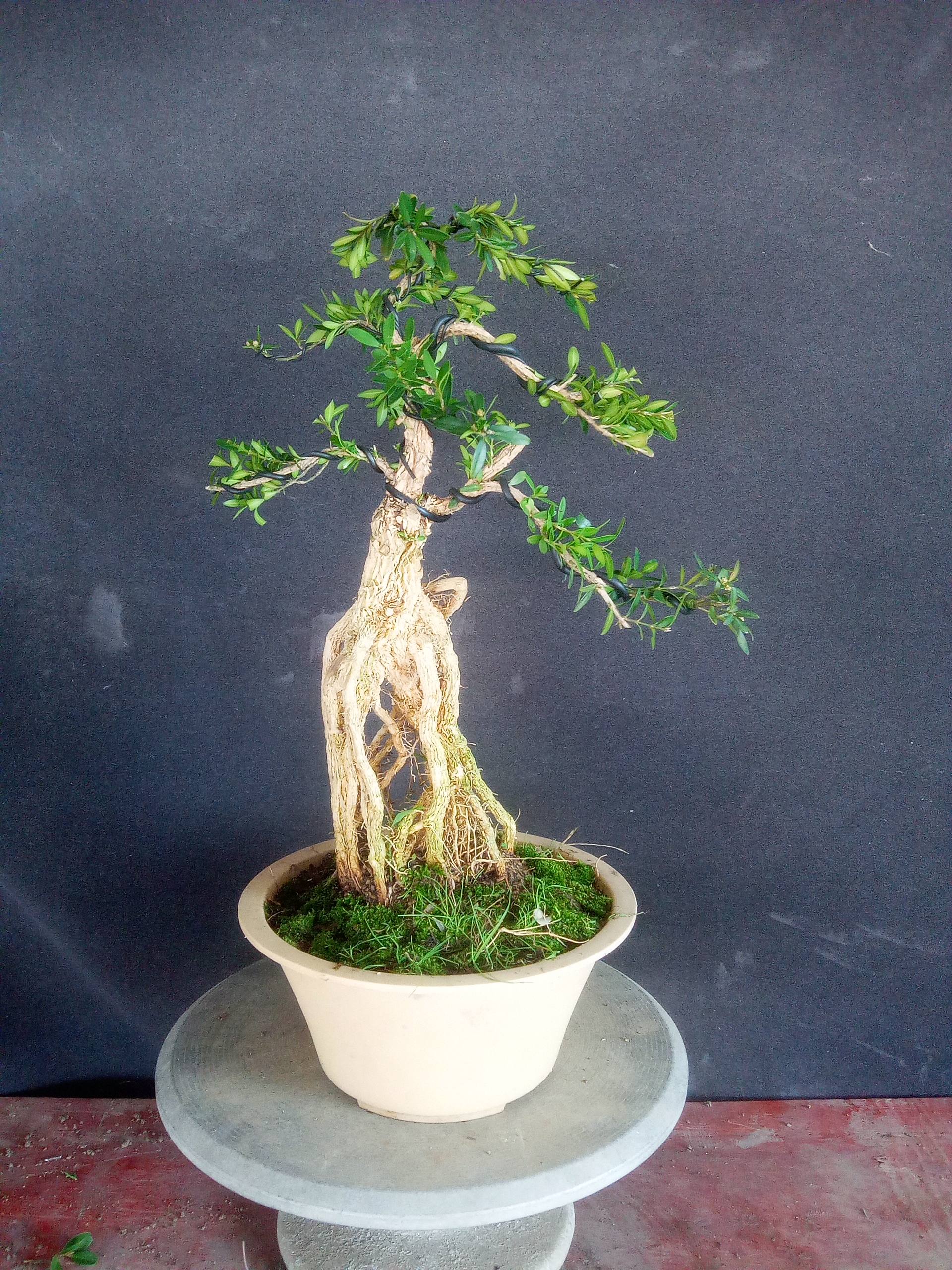 黄杨盆景瓜子黄杨小老桩原盆原土发货