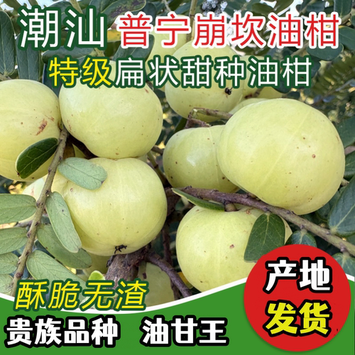 普宁甜种油甘果大果新鲜无渣