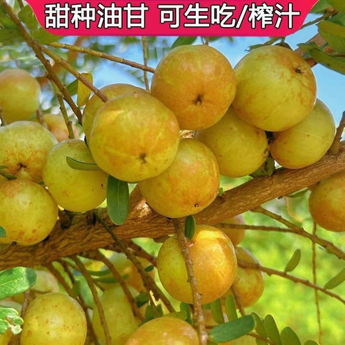 潮汕现摘冰糖甜油柑王