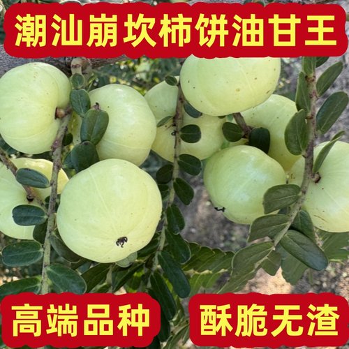 潮汕当季现摘酥脆无渣油甘果