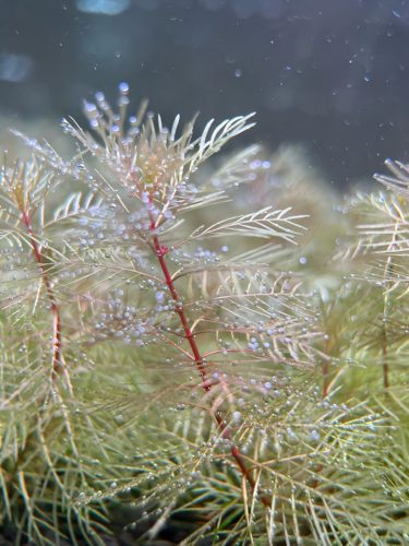 日本白羽毛雪花水草中后景水草虾缸水草无需二氧化碳水下叶
