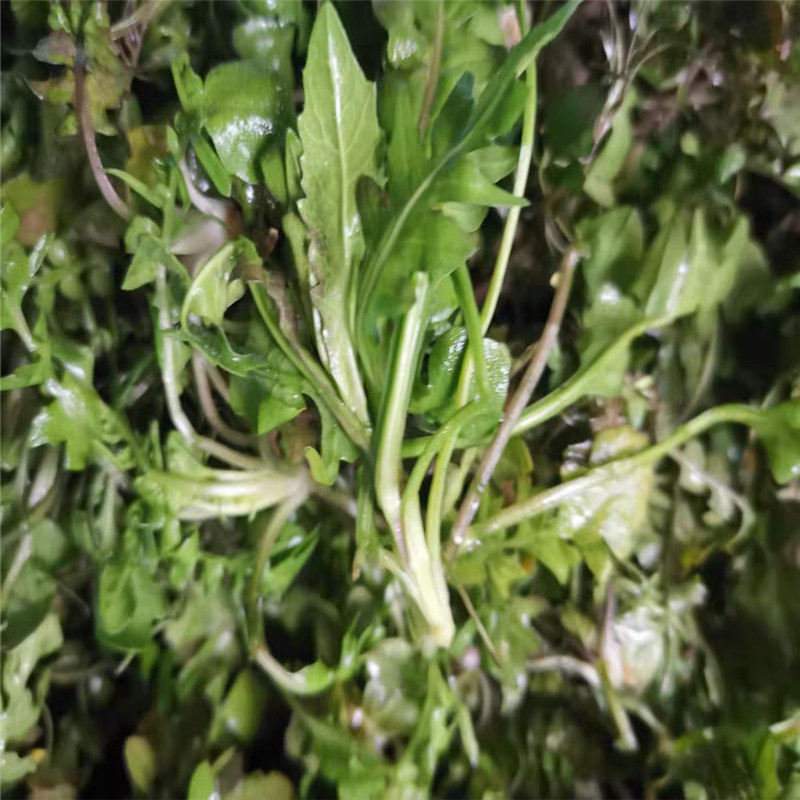 荠菜野菜新鲜包邮4斤 地菜齐菜野生现挖鲜荠菜水饺陷荠荠菜天然蔬