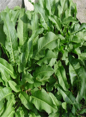 新鲜土大黄羊蹄根牛耳舌头大黄血三七金不换草药现挖散装发