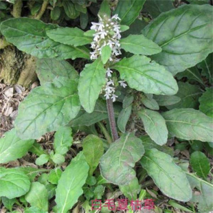 白毛夏枯草苦草苗伸筋草苗苗庭院菜盆栽地栽
