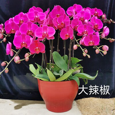 蝴蝶兰冬季卧室带原杯发货