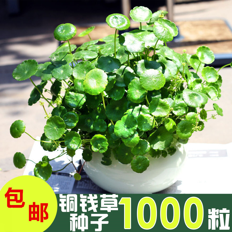 铜钱草水培花卉植物盆栽种子