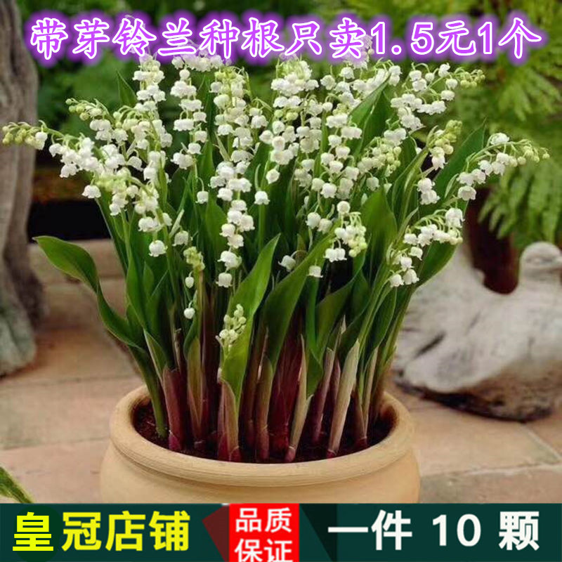 1件10颗 盆栽小型种根铃兰花苗阳台室内芳香花卉当年开花铃兰种根