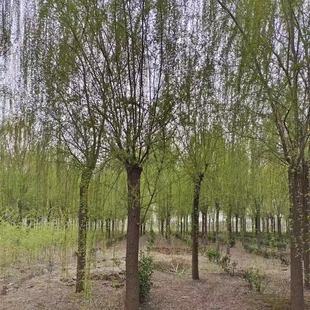 垂柳树苗 黄金丝垂柳树苗青皮柳庭院道路行道树风景树苗绿化苗木