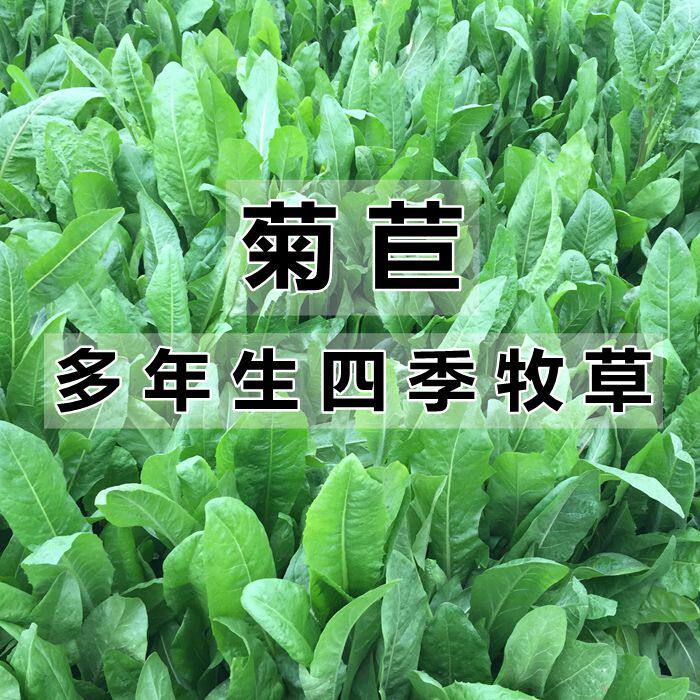 菊苣种籽大叶多年生四季牧草