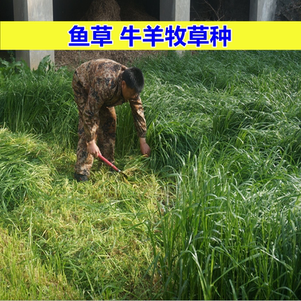 黑麦草子种墨西哥玉米四季