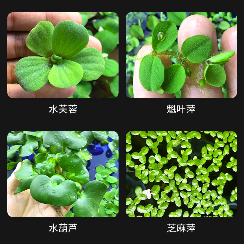 水葫芦植物浮萍池塘景观净化