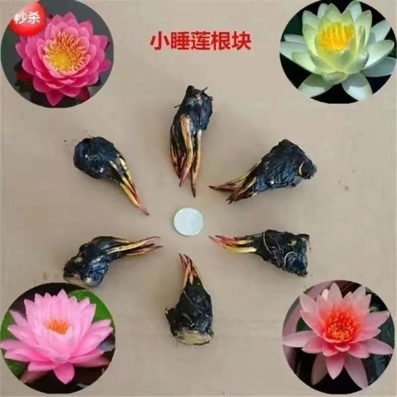 迷你小型睡莲根块池塘水池水培植物盆栽水养水生花卉荷花碗莲根茎