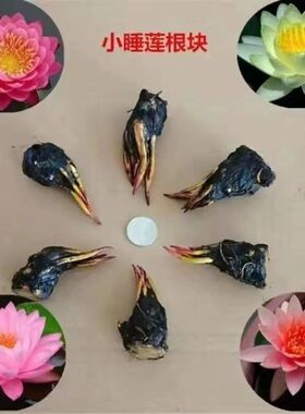 迷你小型睡莲根块池塘盆栽