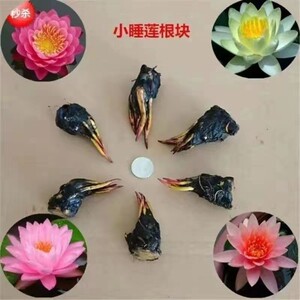 迷你小型睡莲根块池塘盆栽