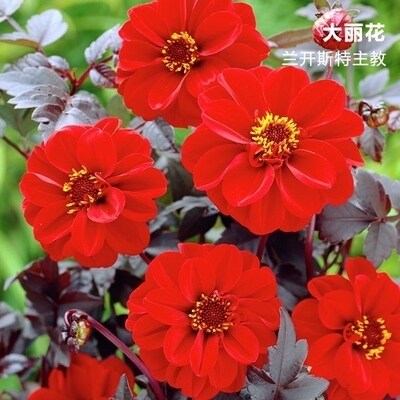 大丽花种球春秋种植开花大