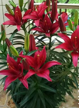 带芽百合种球四季种植