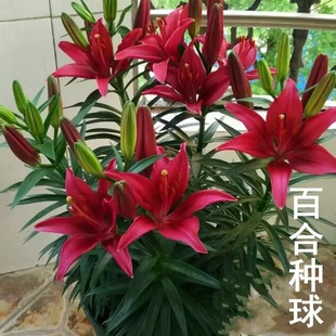 种植盆栽室内阳台花卉绿植种子耐寒 香水百合种球四季 带芽发货