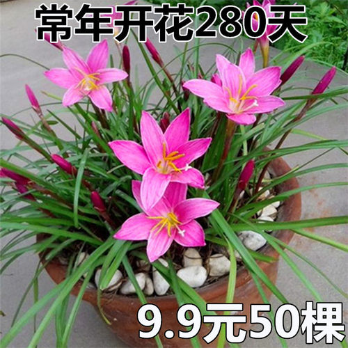 开花机器阳台盆栽耐热风雨兰种球