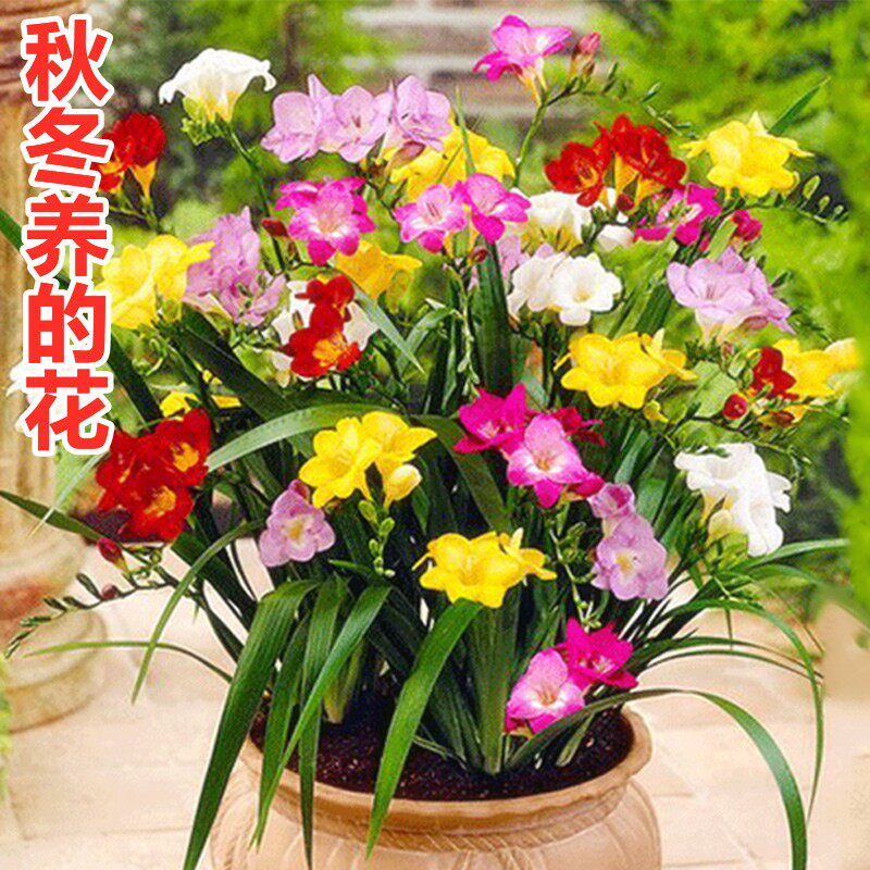 重瓣种子香水花卉植物冬季小苍兰