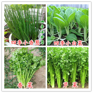 水生蔬菜种子水芹菜种子水英细本山牛草春秋播种无土栽培包邮