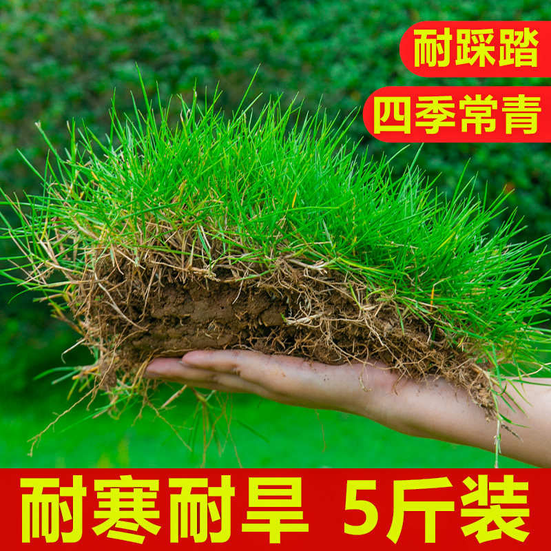 草籽四季常青护坡牙根马尼拉地毯