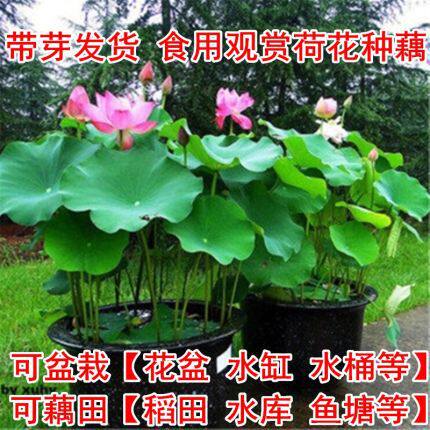 盆栽池塘观赏荷花食用莲花