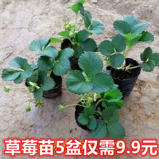 四季盆栽草莓苗室外北方地栽南方阳台草莓盆栽带盆带土当年结果树