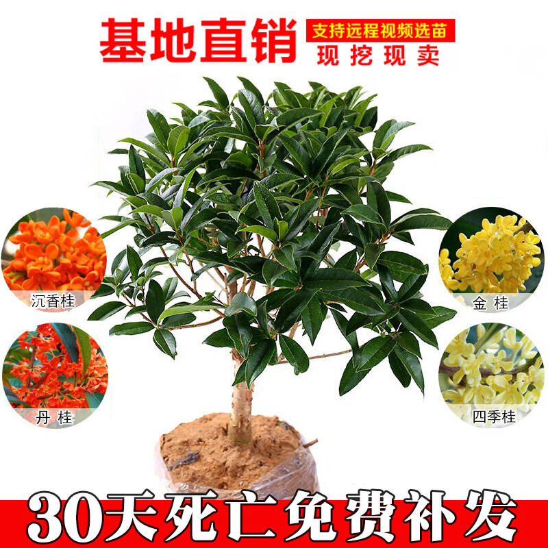 嫁接桂花树苗盆栽地栽四季金桂日香桂浓香型花卉客厅阳台庭院植物