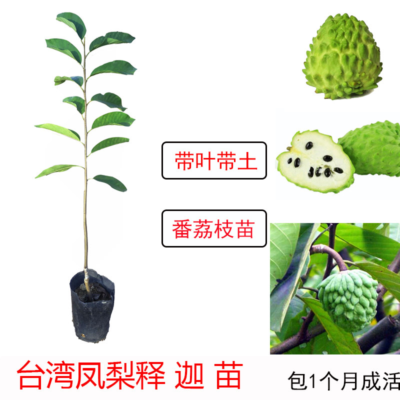 释迦果苗嫁接台湾凤梨释迦AP释迦番荔枝佛陀果苗南方种植释迦树苗