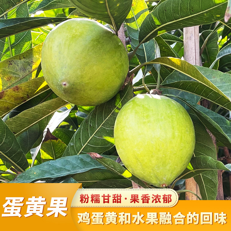 蛋黄果耀堂木瓜仙桃罗斯果苗四季结果嫁接盆栽庭院阳
