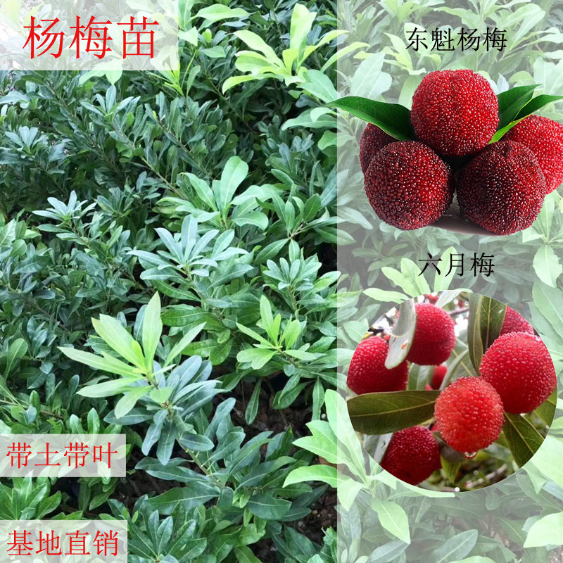 东魁杨梅果树苗早熟六月梅嫁接果苗南北方可种植盆栽当年结果包邮