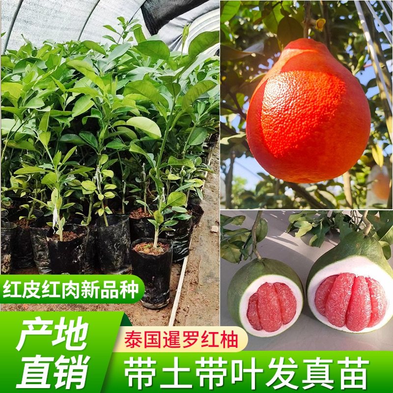 沙田柚苗泰国红宝石青柚苗越南青柚果树苗红心白心三红蜜柚嫁接苗