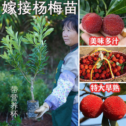 一年半杨梅苗】高度30-50cm嫁接东魁杨梅树杨梅苖南方种植果树苖