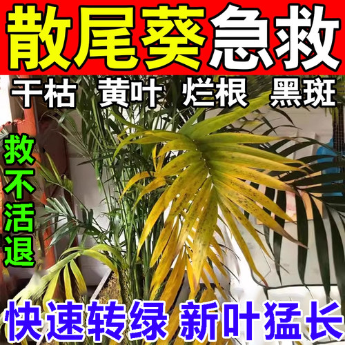 散尾葵叶子发黄烂根干尖黑斑病专用药杀菌剂肥料散尾葵专用营养液 - 封面