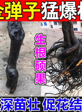 金弹子爆根剂专用肥药生根粉促挂果植物盆景老桩促生根发芽活力素