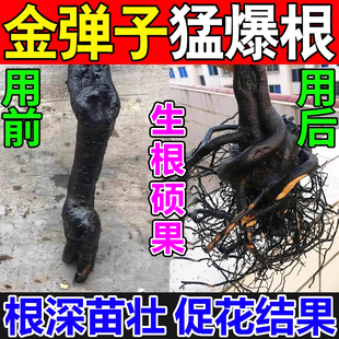 金弹子爆根剂专用肥药生根粉促挂果植物盆景老桩促生根发芽活力素