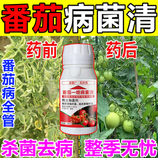 番茄病菌清番茄西红柿专用药防治卷叶灰霉白粉炭疽霉疫病杀菌剂