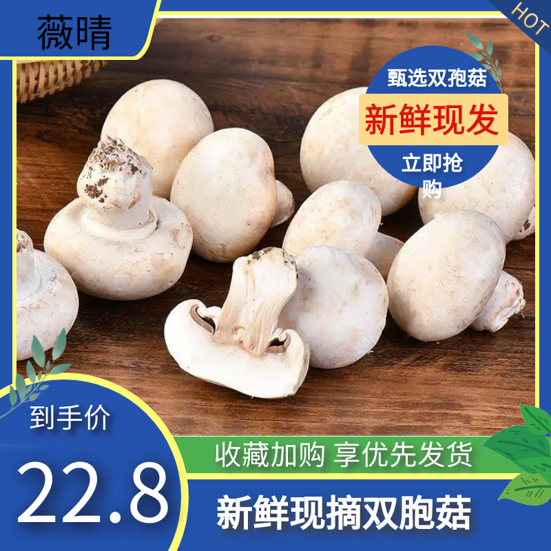 双孢菇口菇圆蘑菇农家产地新鲜现摘直发包邮烧烤炒菜煲汤食用菌
