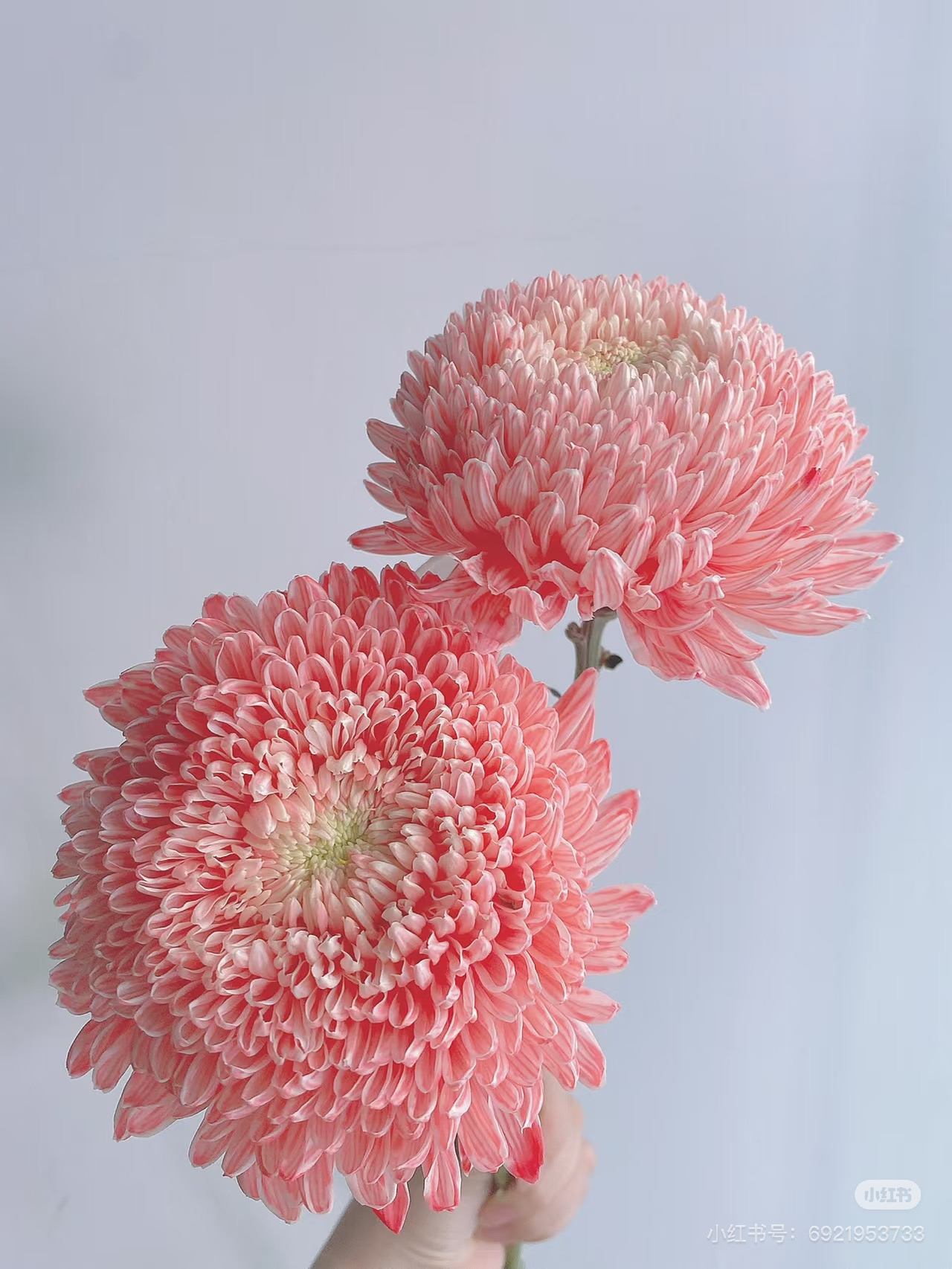 胭脂红牡丹菊 不包邮