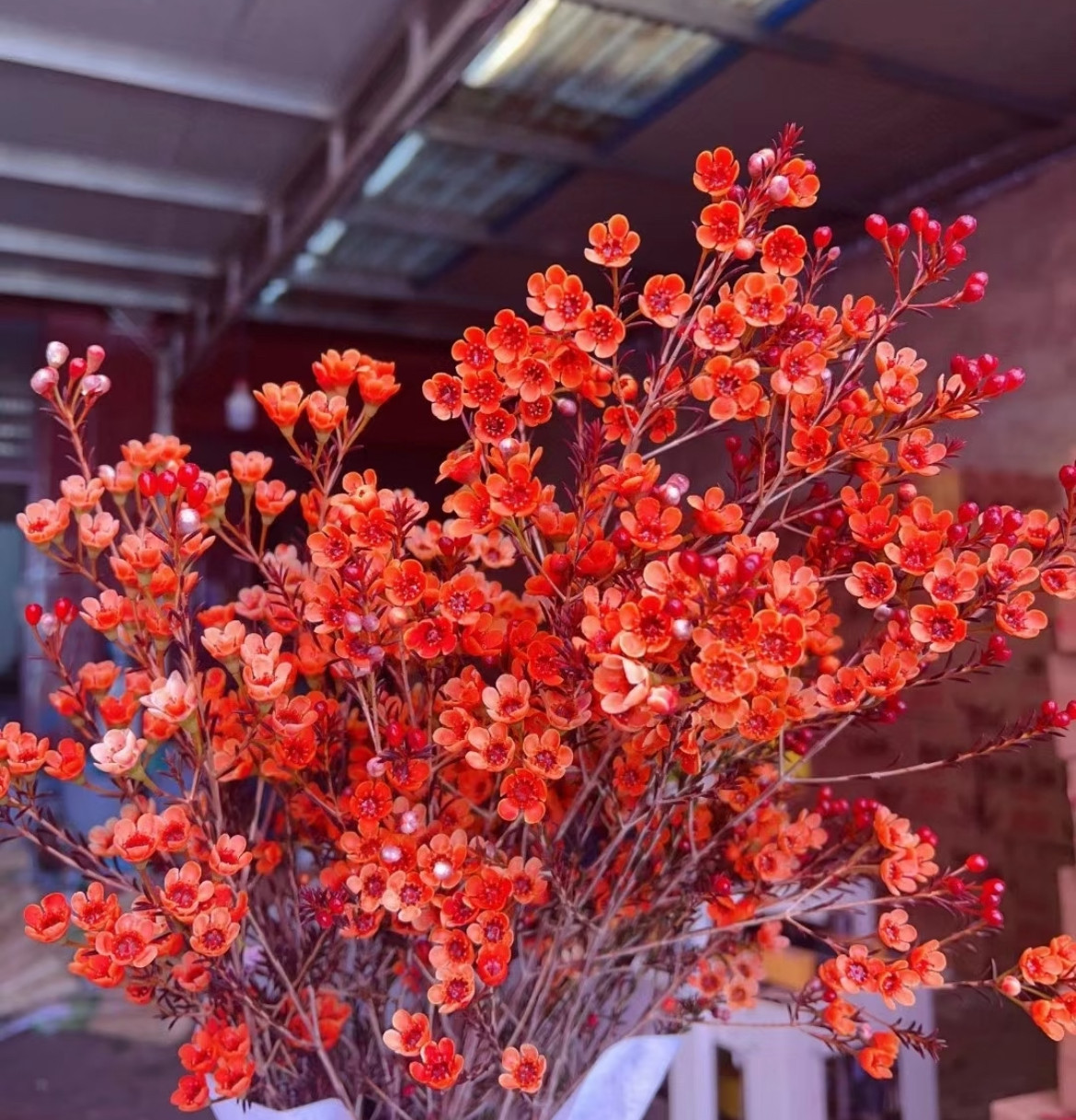 橙色腊梅 不包邮,鲜花速递/花卉仿真/绿植园艺,花材,淘宝优惠券,粉丝福利购,淘宝优惠卷