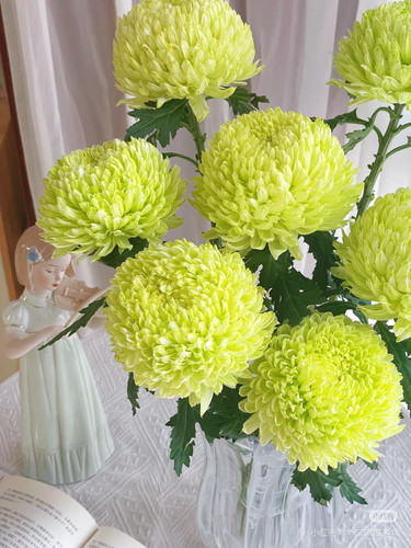 【丰岛牡丹菊 】果绿色 不包邮