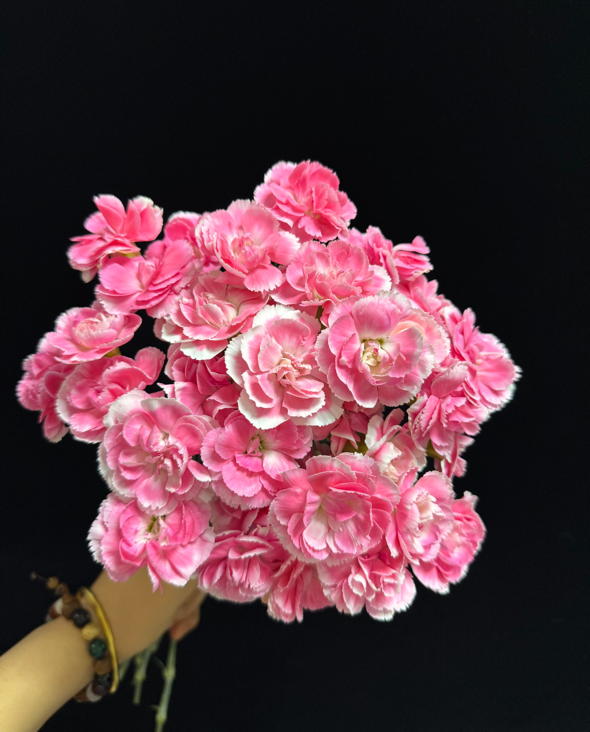 樱桃太子多丁 不包邮,鲜花速递/花卉仿真/绿植园艺,花材,淘宝优惠券,粉丝福利购,淘宝优惠卷