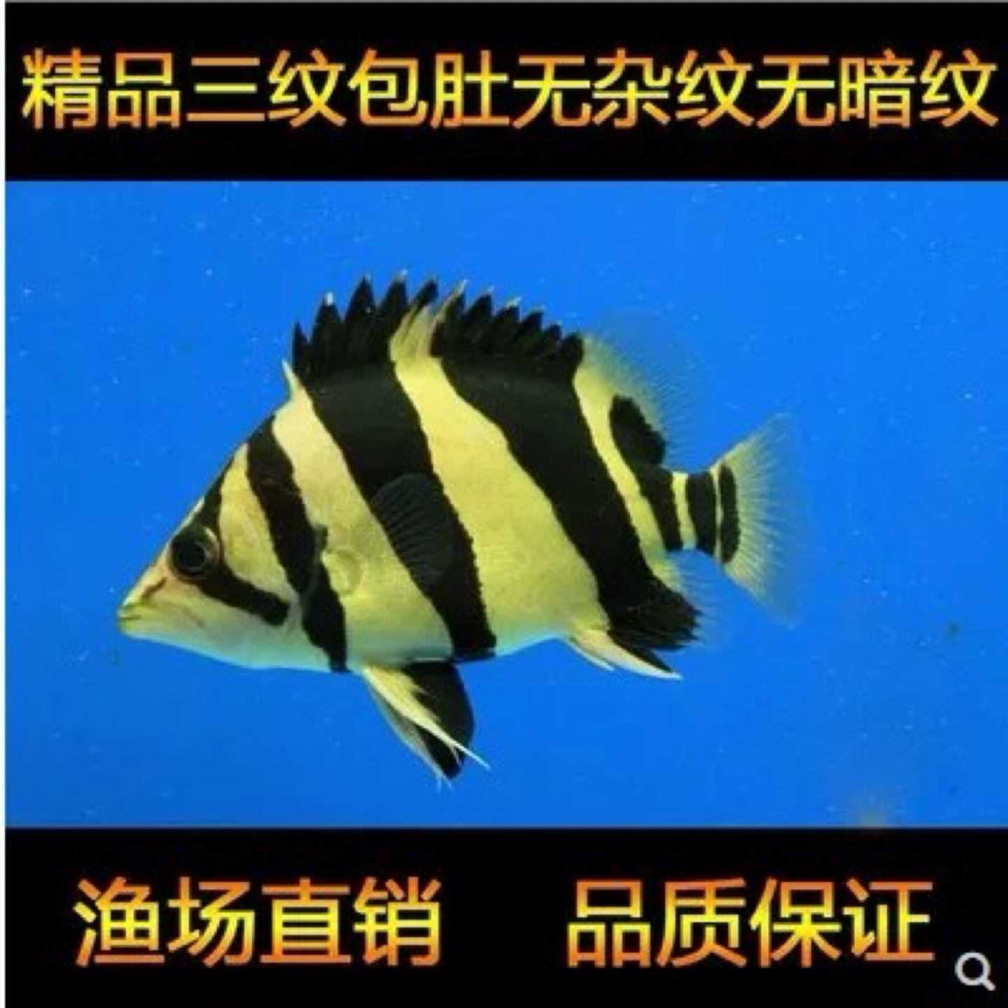 印尼苏虎三纹虎四纹虎泰国虎活鱼